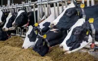 Promass® Q Improves Dairy Throughput and Plant Mass Balance