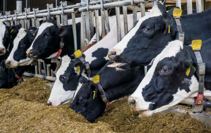 Vector CAG - Product Focus - Dairy Cows